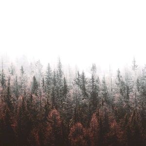 Meet your Posher, Bailey